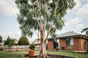 Eucalyptus planté dans un jardin de maison individuelle pour éloigner naturellement les moustiques