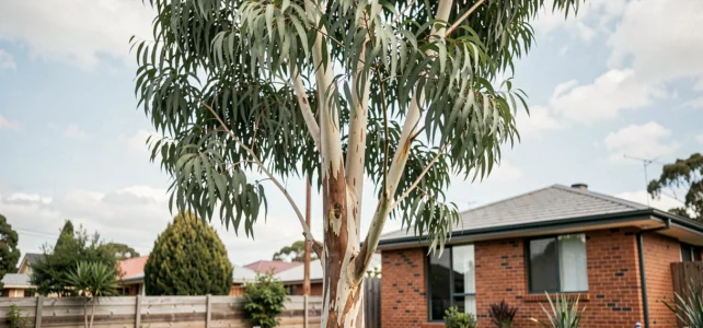 Pourquoi planter un eucalyptus chez soi pour se protéger naturellement des moustiques
